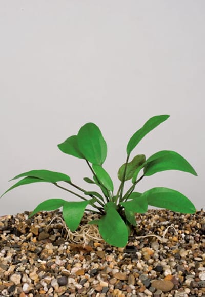 Moerings Nymphaea Marliacea Carnea | Waterlelie | In 11CM pot