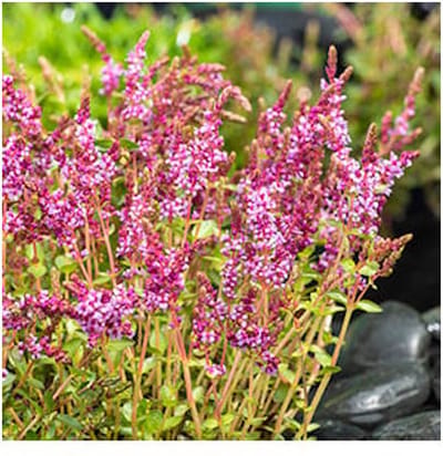 Moerings Rotala Indica | Rotala | In 11x11CM Mand