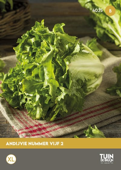 Andijvie Nummer Vijf 2 Zaden – Cichorium endivia – Breedbladige Andijvie – Groentezaden voor Moestuin - Tuin de Bruijn® zaden