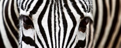 Fotobehang - Zebra 375x150cm - Vliesbehang