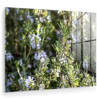 ® Glasschilderij 160x120 cm - Schilderij acrylglas - Wilde rozemarijn planten met bloeiende bloemen - Foto op glas - Muurdecoratie woonkamer - Wanddecoratie slaapkamer - Schilderijen
