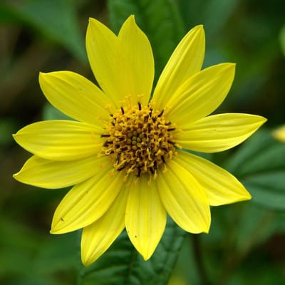 6 x Helianthus 'Lemon Queen' - Zonnebloem Pot 9x9 cm - Lichtgele Zomerbloei