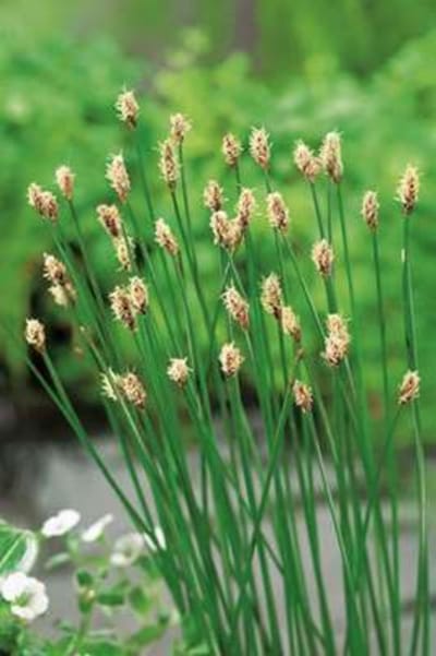 6 x Eleocharis palustris - WATERBIES, GEWONE WATERBIES - pot 9 x 9 cm