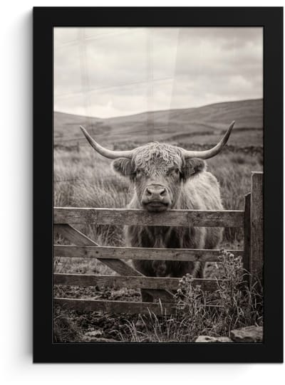 Poster in lijst - Fotolijst 20x30 cm - Posters - Schotse hooglander - Zwart - Wit - Hout - Posterlijst zwart - Decoratie - Wanddecoratie woonkamer - Muurdecoratie slaapkamer