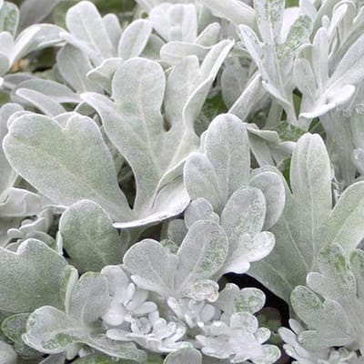 6 x Artemisia stelleriana 'Boughton Silver' - Bijvoet pot 9x9 cm