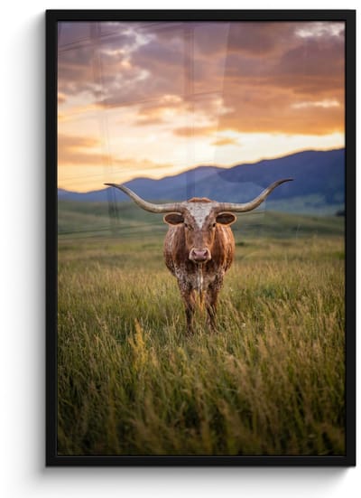 Poster in lijst - Fotolijst 60x90 cm - Posters - Longhorn - Landschap - Zonsondergang - Posterlijst zwart - Decoratie - Wanddecoratie woonkamer - Muurdecoratie slaapkamer
