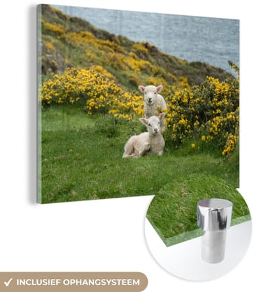 ® Glasschilderij 160x120 cm - Schilderij acrylglas - Gele bloemen en twee lammetjes - Foto op glas - Muurdecoratie woonkamer - Wanddecoratie slaapkamer - Schilderijen