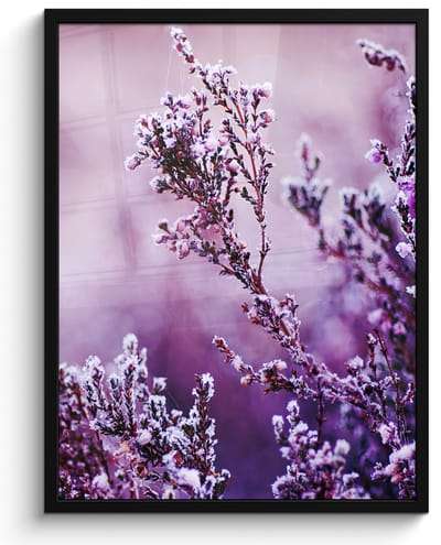 Poster in lijst - Fotolijst 50x70 cm - Posters - Lavendel - Winter - Bloemen - Paars - Posterlijst zwart - Decoratie - Wanddecoratie woonkamer - Muurdecoratie slaapkamer