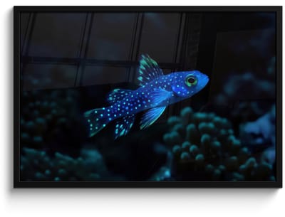 Poster in lijst - Fotolijst 90x60 cm - Posters - Vis - Stippen - Koraal - Blauw - Posterlijst zwart - Decoratie - Wanddecoratie woonkamer - Muurdecoratie slaapkamer