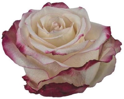 25x Rosa sweetnesse 70cm