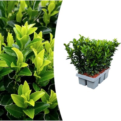 Tuinplantenshop.com | Euonymus 'Green Spire' | 6 stuks - Ø7cm - 15cm hoog