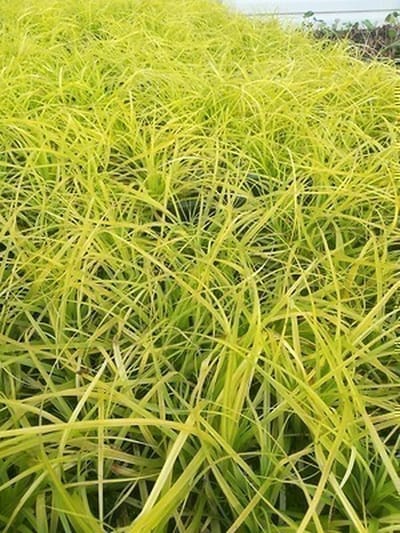 6x Zegge - Carex osh. 'Everillo®' | 9x9 cm pot