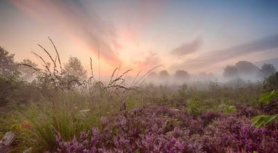 Fotobehang Heideveld zonsopkomst in de mist 350 x 260 cm - € 235,--