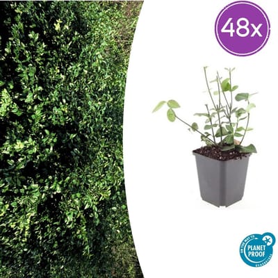 Trendyplants - Euonymus fort. 'Coloratus' - 48 stuks - Kardinaalshoed - Winterhard - Hoogte 10-30 cm - Potmaat Ø9cm