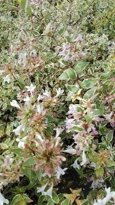 Abelia grandiflora 'Francis Mason' - Abelia 25-30 cm in pot