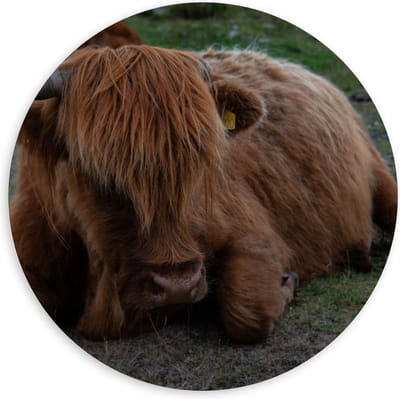 KuijsFotoprint - Schilderij - Liggende Schotse Hooglander Koe - Groen En Bruin - 120 X 120 Cm
