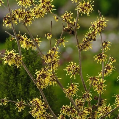 Plants Online BV - Planten - Tuinplanten - Heesters - Set van 1 - Toverhazelaar 'Westerstede'