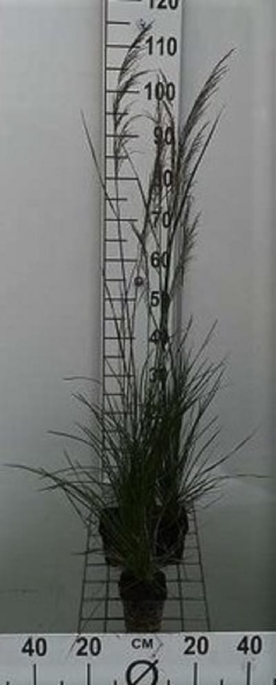 6x Ruwe smele - Deschampsia cesp. 'Bronzeschleier' | 9x9 cm pot