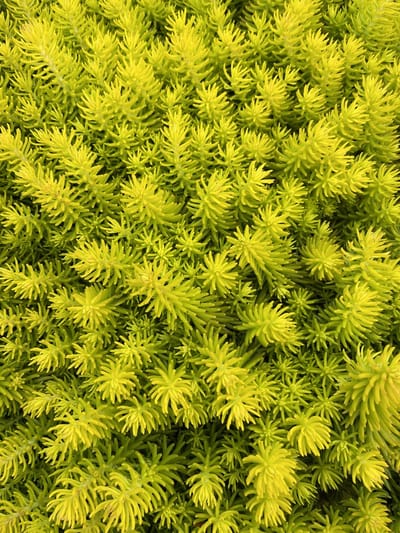 6x Vetkruid - Sedum refl. 'Angelina' | 9x9 cm pot
