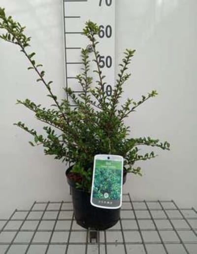 2 x Ilex cren. 'Green Glory' - Japanse hulst 30- 40 cm in pot