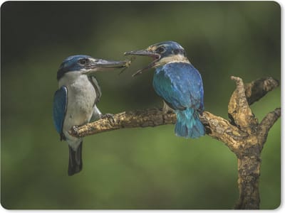 Muismat Ijsvogel - Ijsvogels op een tak muismat rubber - 23x19 cm - Muismat met foto