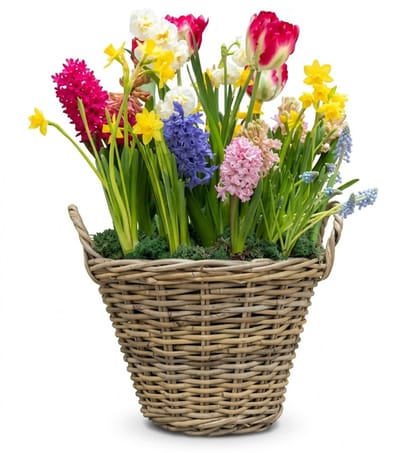 Mega Collections Plantenmand - bloemenmand - D50 x H40 cm - rond - rotan gevlochten - rieten mand