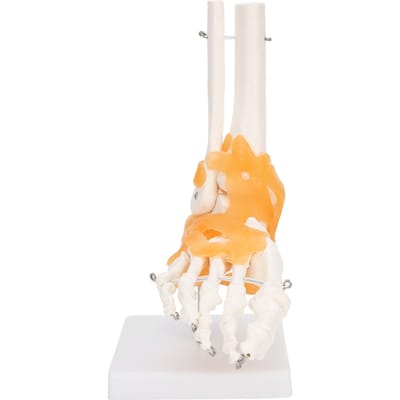 1:1 Modèle de Structure du Squelette de l'Os du Pied et de la Cheville Humaine Modèle d'Articulation du Pied avec Ligaments