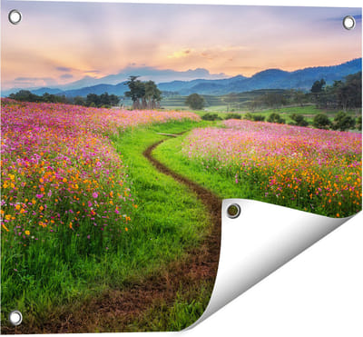 Gards Tuinposter Kosmos Bloemenveld met een Pad - Bloemen - 50x40 cm - Tuindoek - Tuindecoratie - Wanddecoratie buiten - Tuinschilderij