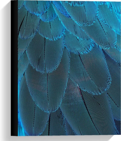 Canvas  - Blauwegekleurde Pauwenveren - 30x40cm Foto op Canvas Schilderij (Wanddecoratie op Canvas)