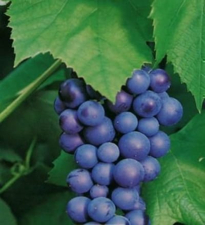 Vitis vin. 'Boskoop Glory' - 50-60 cm in pot
