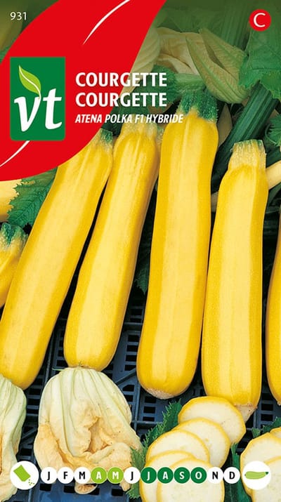 Courgette Geel Gold Rush F1 - Decoratieve Gele Courgette met Uitstekende Smaak