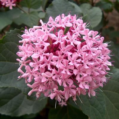 Clerodendrum Bungei - Kansenboom 50-60 cm pot