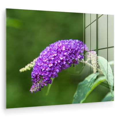 ® Glasschilderij 160x120 cm - Schilderij acrylglas - Een afdruipende vlinderstruik - Foto op glas - Muurdecoratie woonkamer - Wanddecoratie slaapkamer - Schilderijen