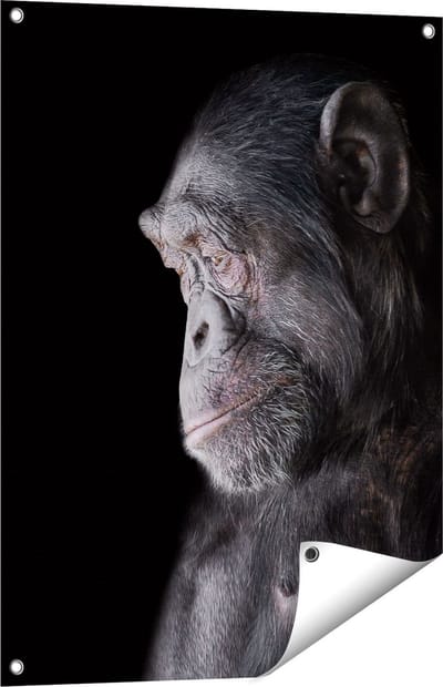Gards Tuinposter Chimpansee Aap op Zwart Achtergrond - 60x80 cm - Tuindoek - Tuindecoratie - Wanddecoratie buiten - Tuinschilderij