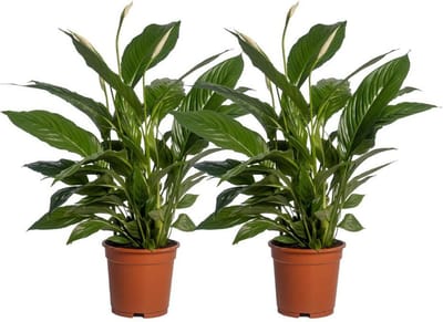 Spathiphyllum Vivaldi - Set van 2 --70cm -Ø17 Bloeiende Kamerplant