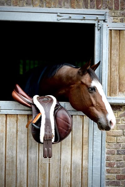 Anatomische Elastische Borstriem met Imitatiebont - Comfort en Bewegingsvrijheid voor Paarden