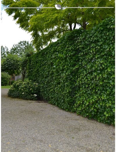 Ierse Klimop Hedera hibernica 175-200 cm in Pot, 30x Haagplant