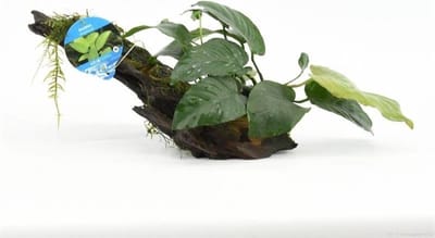 Anubias op Driftwood M (medium) - Aquariumplanten - Aquarium decoratie - Moerings