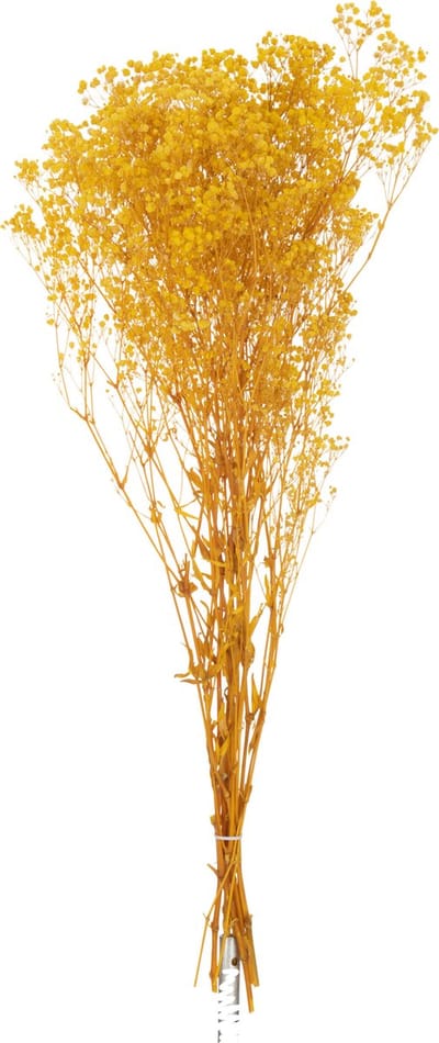 J-Line droogbloemen - Bundel Gedroogde Gypsophilia - riet - geel
