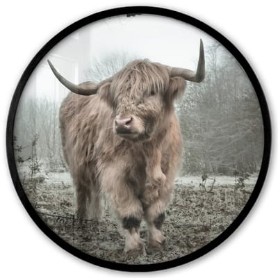 Poster in lijst Rond - Fotolijst 40x40 cm - Posters - Schotse Hooglander - Bos - Mist - Koe - Dieren - Natuur - Ronde posterlijst zwart - Decoratie - Wanddecoratie woonkamer - Muurdecoratie slaapkamer
