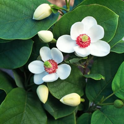 Plants Online BV - Planten - Tuinplanten - Heesters - Set van 1 - Magnolia sieboldii