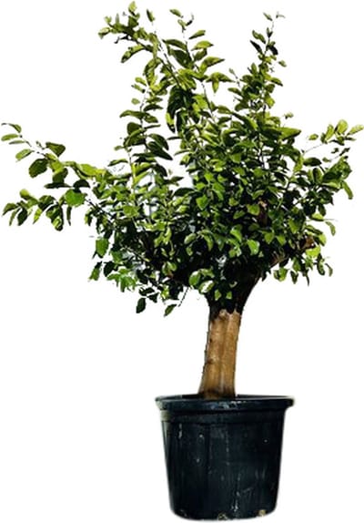 Tropictrees - Limoenboom Tropictrees - Limoenboom - Citrus Latifolia - Limoen - Eetbaar - Citrusboom - Hoogte ca. 200cm