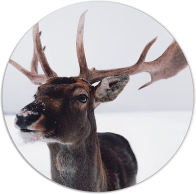 Label2X - Muurcirkel deer head - Ø 80 cm - Forex - Multicolor - Wandcirkel - Rond Schilderij - Muurdecoratie Cirkel - Wandecoratie rond - Decoratie voor woonkamer of slaapkamer