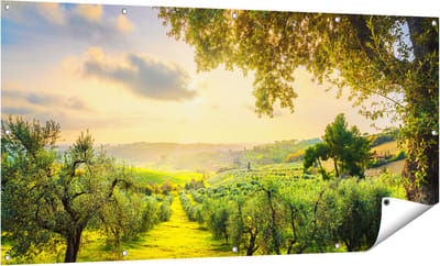 Gards Tuinposter Olijvenbomen - Olijvengaard - 160x80 cm - Tuindoek - Tuindecoratie - Wanddecoratie buiten - Tuinschilderij
