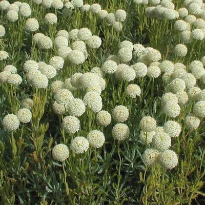 6 x Santolina Chamaecyparissus 'Edward Bowles' - Heiligenbloem pot 9x9cm - Grijsgroen blad, aromatisch