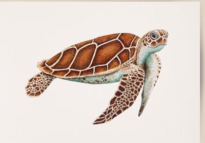 World of Mies poster zeeschildpad - A4 - mooi dik papier - Snel verzonden! - tropisch - zeedieren - dieren in aquarel - geschilderd door Mies