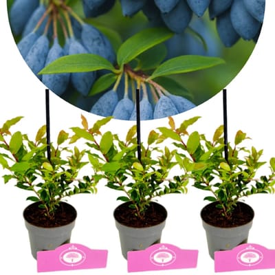 Set van 3 Bosbessen - Vaccinium cylindraceum 'Blau Perle' – Hoogte 20cm – 9cm pot