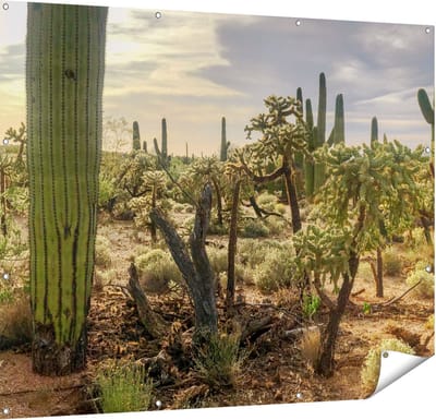 Gards Tuinposter Cactus Planten in het Wild - 150x120 cm - Tuindoek - Tuindecoratie - Wanddecoratie buiten - Tuinschilderij