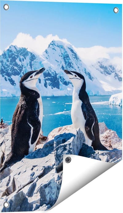 Gards Tuinposter Twee Pingu�ns op Stenen in Antarctica - 40x60 cm - Tuindoek - Tuindecoratie - Wanddecoratie buiten - Tuinschilderij