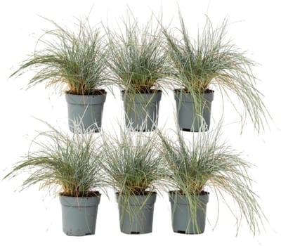 Plant in a Box - Festuca glauca 'Elijah Blue' - Set van 6 Festuca - Winterharde tuinplanten - Siergras - Pot 9cm - Hoogte 10-15cm